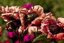 Kitzingen Landesgartenschau 29.5.11 (140 von 318).webp