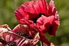 Kitzingen Landesgartenschau 29.5.11 (141 von 318).webp