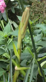 DSC01623 - 2011-05-31 - yucca filamentosa.webp