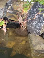 1440_3863623437323561.webp