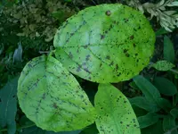 calycanthus.flecken.webp
