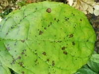 calycanthus.einzelblatt.webp