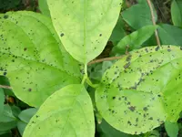 calycanthus.hell.webp
