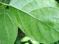 calycanthus.unten.webp
