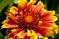 Kitzingen Landesgartenschau 29.5.11 (78 von 318).webp
