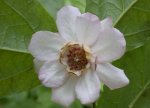 Calycanthus sinensis M.jpg