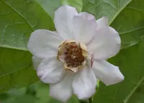 Calycanthus sinensis M.webp