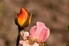 Kitzingen Landesgartenschau 29.5.11 (83 von 318).webp