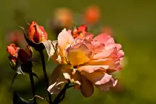 Kitzingen Landesgartenschau 29.5.11 (87 von 318).webp