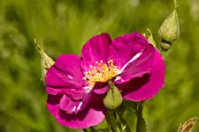 Kitzingen Landesgartenschau 29.5.11 (89 von 318).webp