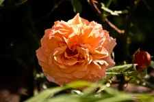 Kitzingen Landesgartenschau 29.5.11 (90 von 318).webp
