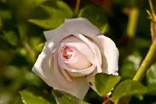 Kitzingen Landesgartenschau 29.5.11 (106 von 318).webp