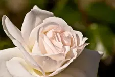 Kitzingen Landesgartenschau 29.5.11 (107 von 318).webp