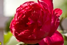 Kitzingen Landesgartenschau 29.5.11 (109 von 318).webp