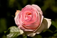 Kitzingen Landesgartenschau 29.5.11 (300 von 318).webp
