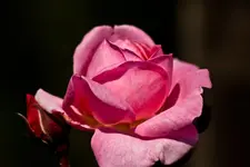 Kitzingen Landesgartenschau 29.5.11 (93 von 318).webp