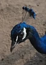 P5319924 Pfau Hansi .webp