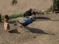 P5319929 Pfau Hansi und sein Hofstaat.webp