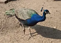 P5319931 Pfau Hansi .webp
