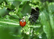 P5319842 Marienkäfer neben Blattläusen.webp