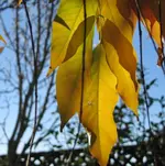 Gegenlicht.webp