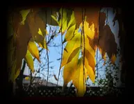 Gegenlicht (1).webp