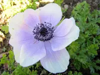 tn_Mai 2011 031v.webp