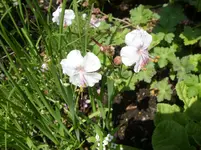 013.webp