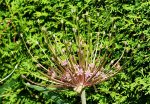 Allium Schuberti1_kleiner.jpg