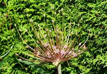 Allium Schuberti1_kleiner.webp