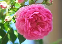 Jasmina blüht_kleiner.webp