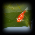 tn_Copy of Mai 2011 022v.webp