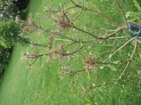 Apfelbaum.webp