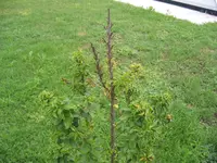 Kirschbaum.webp