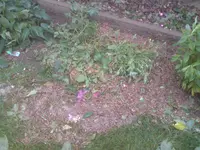 DSC00734.webp