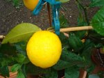 citrus mai 2011 002.jpg