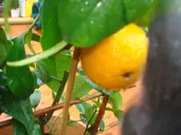citrus mai 2011 003.webp