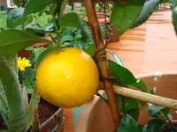 citrus mai 2011 004.webp