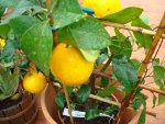 citrus mai 2011 005.jpg