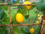 citrus mai 2011 008.jpg