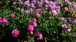 K800_1.Juni 2011 002.webp