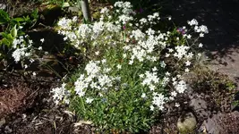 K800_1.Juni 2011 003.webp
