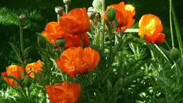 K800_1.Juni 2011 006.webp