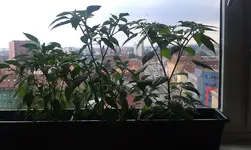 chili1.6..webp