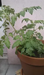 IMAG0930.webp IMAG0930.webp