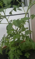 IMAG0929.webp IMAG0929.webp