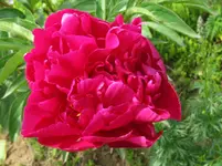 IMG_pink_1067x800.webp