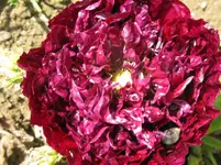 IMG_2993_1067x800.webp