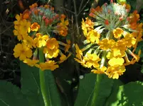 IMG_3006_1067x800.webp