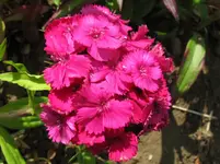 IMG_2997_1067x800.webp